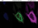 Rabbit Anti-HA Antibody From Cell Signaling Technology