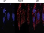 Quality Anti-TOMM20 Antibody For Immunofluorescence
