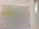 Recombinant Human MMP-2 (Carrier-Free) His-Tagged