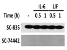 Anti-STAT5 Antibody (A-9) from Santa Cruz Biotechnology, Inc.