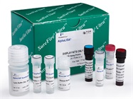 No-wash Cellular Kinase Assays