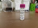 In Vivo Use Of Mer Antibody