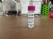 In Vivo Use Of Mer Antibody