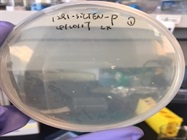 Seamless Recombination for Cloning