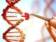 Careful Cuts with CRISPR Turn Genes On or Off
