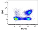Anti-TCRb Identifies T Cells In The Lymph Node Very Well