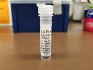 Anti-Mouse CD4 Antibody