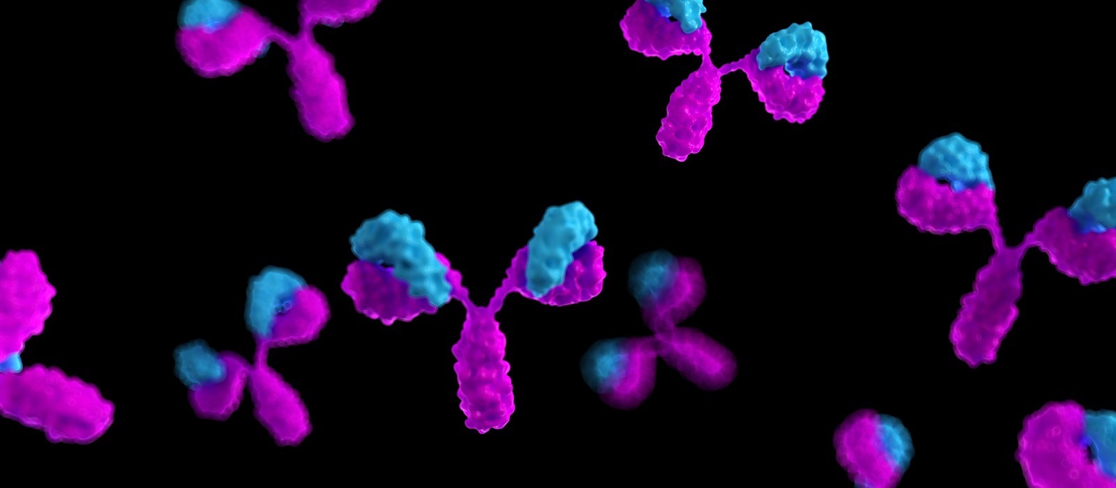 Antibody Validation