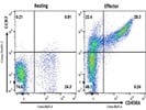 Expression Of CD197( CCR7) And CD45RA On Human Effector T Cells