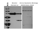 Anti C-Terminal CD44 Antibody
