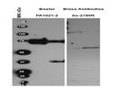 Anti C-terminal CD44 Antibody