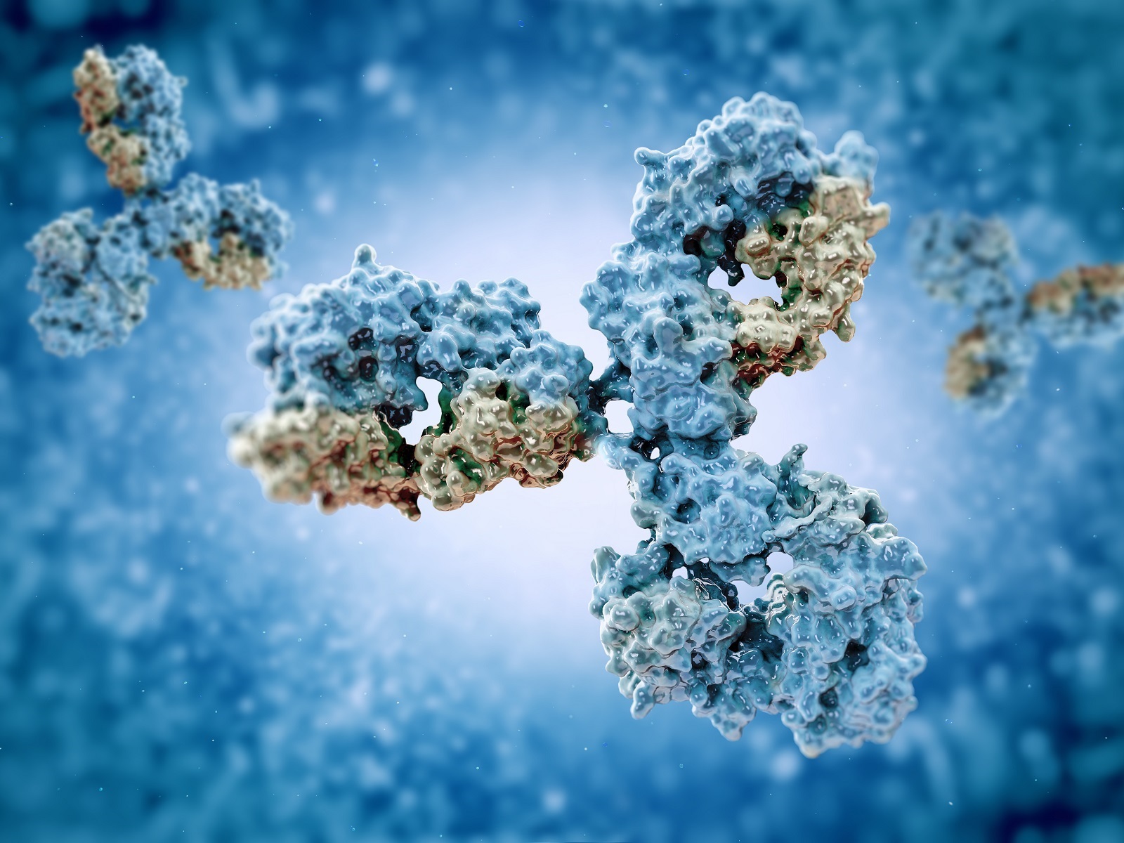  Invitrogen Antibody Validation