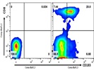Analysis Of CD8+ CD183+ Cell Population And Its Potential As T Regulatory Cells