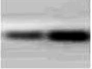 Anti-Prolactin antibody