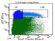 Great Antibody For Hematopoietic Stem Cell Sorting