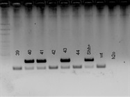 Easy Genotyping