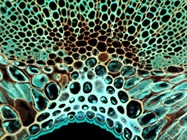 Super-Resolution Microscopy Reveals Amazing Details