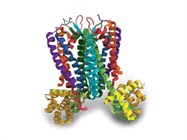GPCR Proteins
