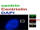 Excellent Centriolin Antibody For Immunofluorescence