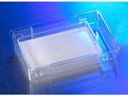 Transwell® Permeable Supports