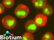 NucView™ real-time apoptosis detection in live cells