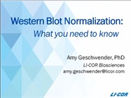 Western Blot Normalization: What You Need to Know
