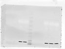 Beta Actin Levels In Rat Lung