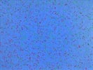 Convenient And Time Saving For Cell Culture Researchers