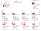 Canine Immunophenotyping