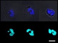 Highly Purified Human Neutrophils From Human Blood