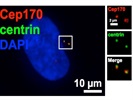 Cep170 Antibody