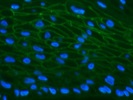 JAM-A Human Gingival Tissue Immunofluorescence Staining