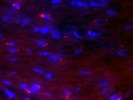 Alexa Fluor-Conjugated Secondary Antibody For Immunofluorescence
