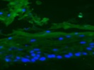 Human Gingival Immunofluorescence Staining