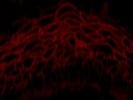 Secondary Antibody for Human Gingival Epithelial Cells