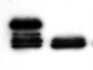 Excellent Anti-human MMP-1 Antibody for Western Blotting