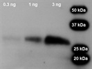 Excellent Antibody Against Murine TIMP-1