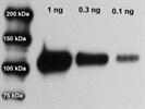 Excellent Antibody Against Murine And Human MMP-9