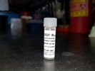 Good PDGFR Antibody for Immunohistochemistry