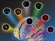 Advantages of Live-Cell Imaging