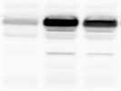 Western Blot With Anti-Chicken Primary Antibody