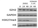 Detection Of H3K27me3 In Primary Lymphocytes