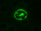 Anti Gr-1 Antibody