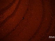 Excellent For Paraffin Embedded Mouse Brain Tissues