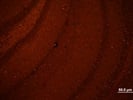Worked Well On Paraffin Embedded Mouse Brain Sections