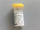 Anti-CXCR5 Staining
