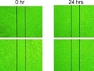 Effect Of VEGFA On Retinal Endothelial Cell Migration