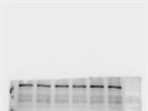 Good Working Antibody