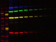 Documenting Western Blots
