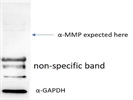 Western Blot Testing in Porcine Tissue
